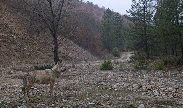 2026/03/iucn-kirmizi-listesinde-yer-aliyor-39ormanin-hayaleti39-en-net-haliyle-goruntulendi.jpg