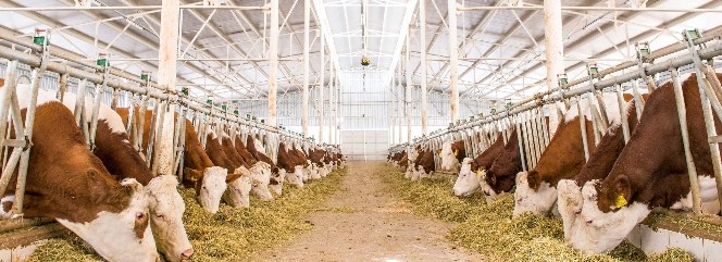 Yenişehirli Besicilere 6 Milyon Tl Süt Desteği