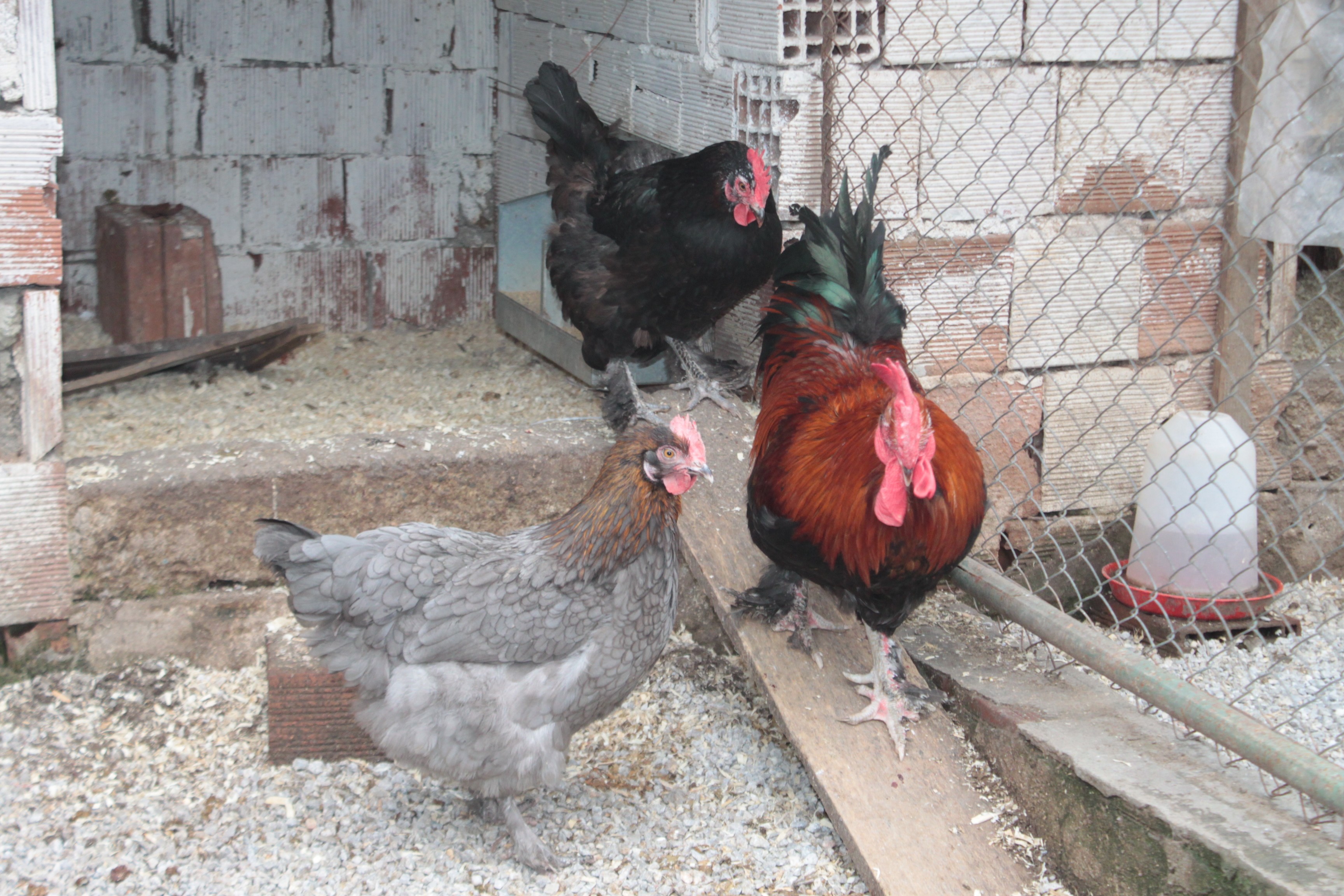 Bursa Da Bu Tavuklar Rengarenk Yumurtluyor Bursa Bursa Nin Ilk Ve Tek Kadin Gazetesi