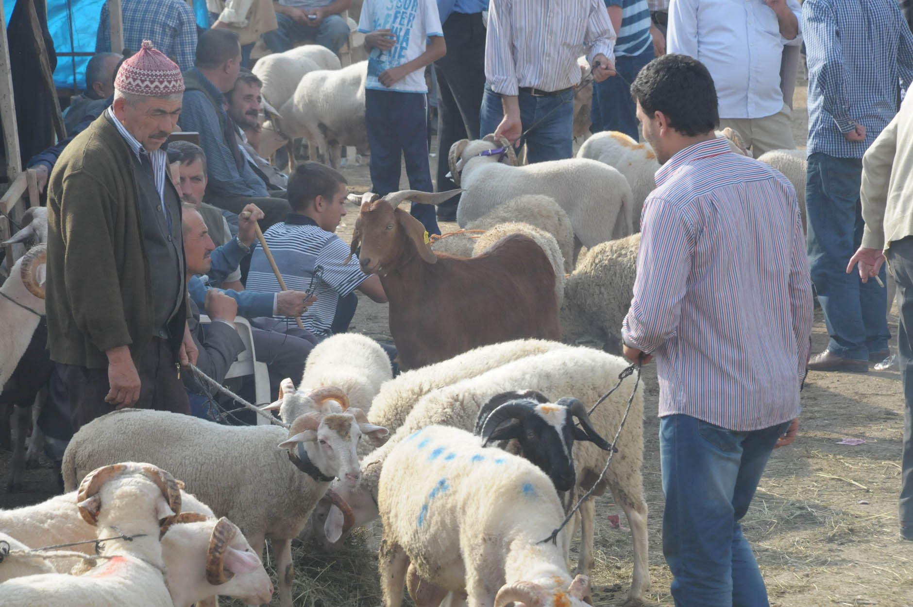 Bursa’da korkutan şap salgını sona erdi!