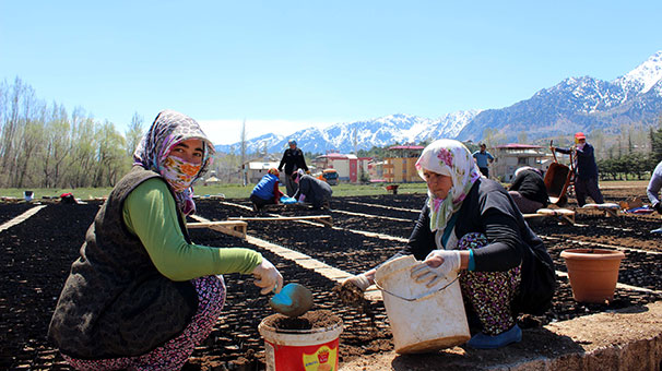 Fidanlar kadın elinde hayat buluyor