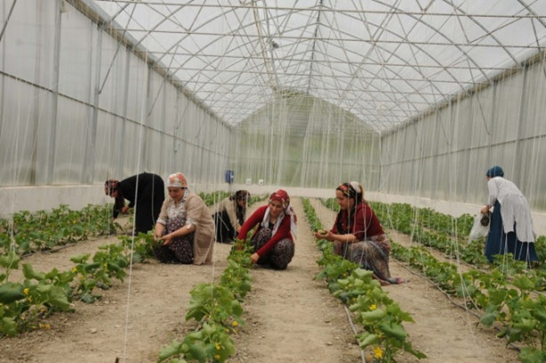 Hakkari|nin girişimci kadınları