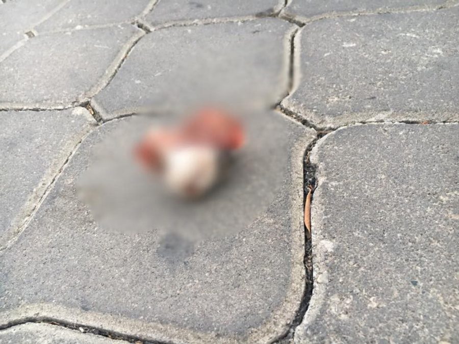 Kediyi parçalayıp, yola attılar
