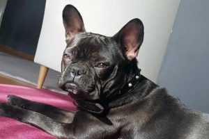 Kaybolan köpeğini arıyor