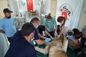 Aslan ikizlere hamile çıktı