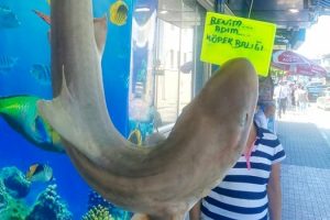 Marmara köpek balığından geçilmiyor