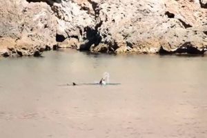 Antalya açıklarında beslenirken görüntülendi