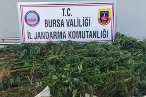 Ormana uyuşturucu ektiler