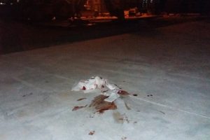 Yaşlı adamı canından ediyordu