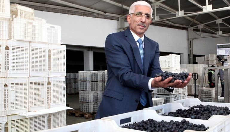 Marmarabirlik|ten sofralık zeytin açıklaması