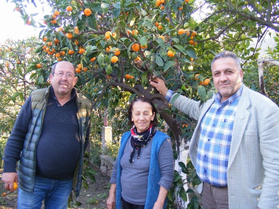 Kumyaka narenciyesi pazara çıkıyor