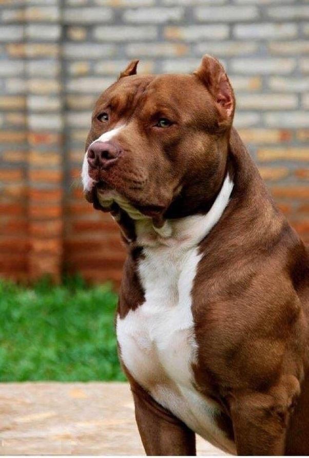 Tehdit için köpeğini kullandı!