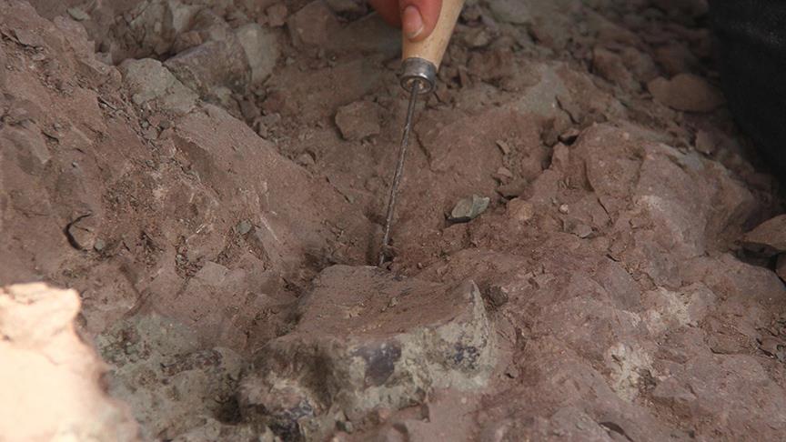 Yeni bir dinozor türü keşfedildi