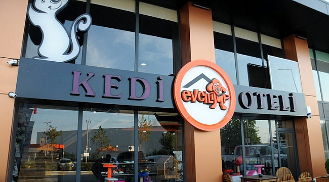 Bu otelde sadece kediler kalıyor