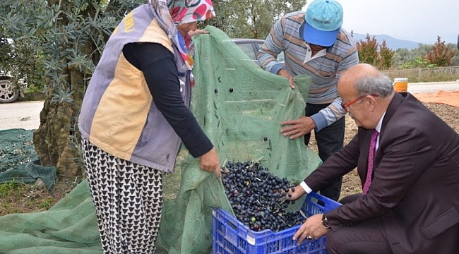 İznik'te zeytinler toplanmaya başladı