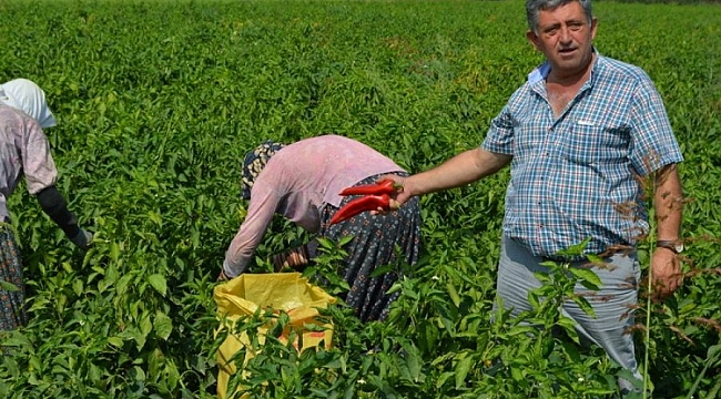Yenişehir çiftçisi mutlu