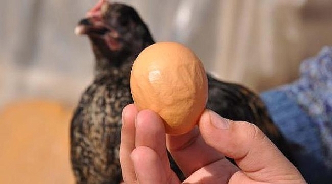 Allah yazılı yumurta ilgi odağı oldu