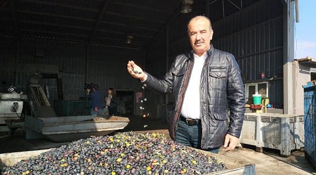Belediyenin zeytinleri, ihtiyaç sahipleri için yağ oluyor