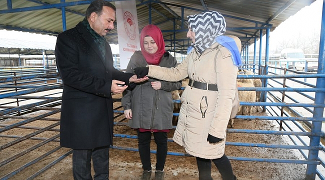 Genç çiftçilere küçükbaş hayvan teslimatı