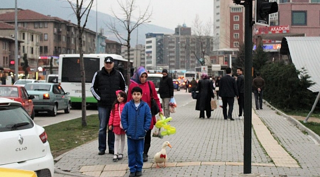 Metropol ördeği hayatını kaybetti