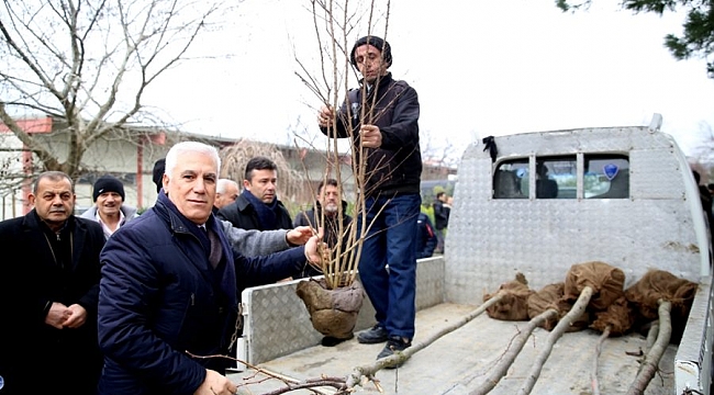 Nilüfer'de ücretsiz fidan dağıtımı başladı
