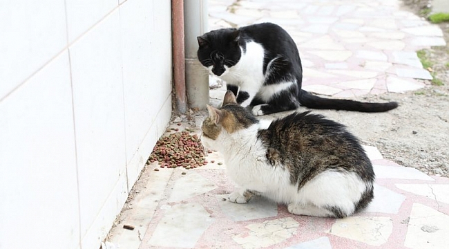 Türkyılmaz: