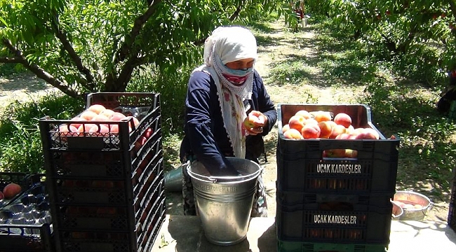 İnegöl'de şeftali hasadı başlad