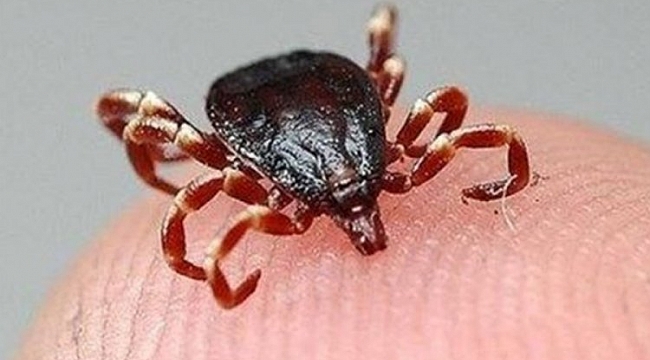 KKKA vaka sayısı 492'ye ulaştı