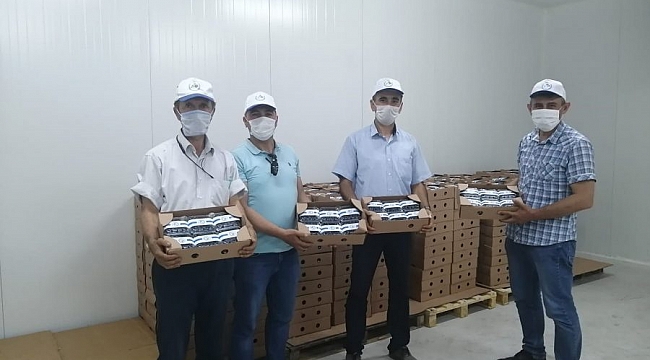 Dünyanın yaban mersini Orhaneli'de üretiliyor