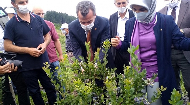 Yaban mersini fidelerinde hasat başladı