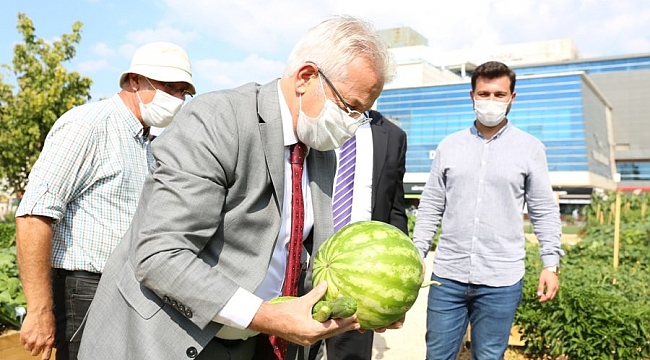 İhsaniye Mini Bostanı'nda hasat zamanı