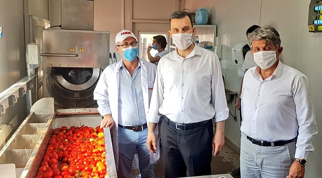 Türk Şeker'in domatesine Bursalı çiftçilerden yoğun ilgi