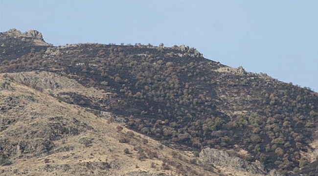 Elazığ'daki orman yangını söndürüldü