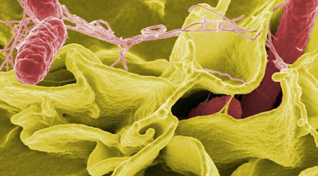Kanada'da salmonella salgınında artış