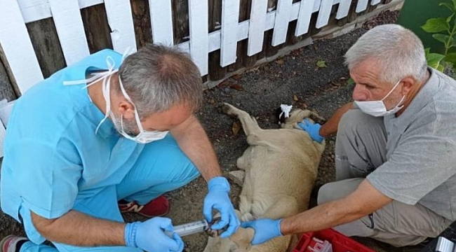 Osmangazi'de sokak hayvanları unutulmadı