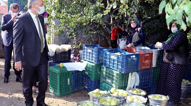 Armut bahçelerinde hasat bereketi