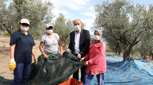 Mudanya'da zeytin hasadı başladı