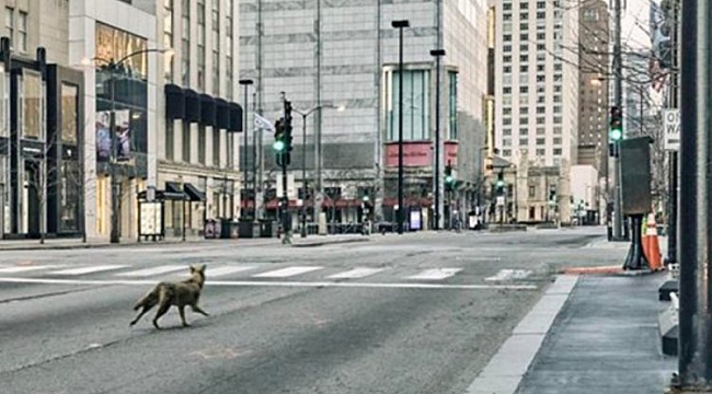 ABD'nin Chicago kentinde yeni Koronavirüs önlemleri