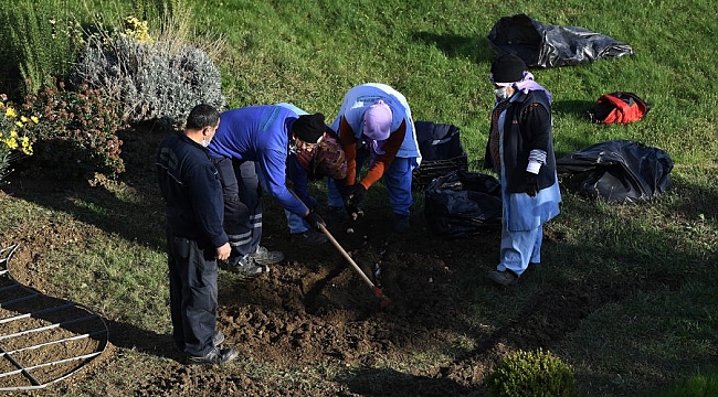Osmangazi'ye 220 bin kış çiçeği