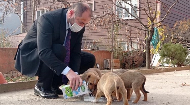 Başkan Aykurt'tan sokak köpeklerine şefkat eli