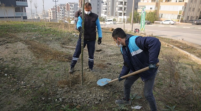 Nilüfer'de fidan dikimi başladı