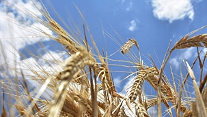 Buğday fiyatları zirveye çıktı