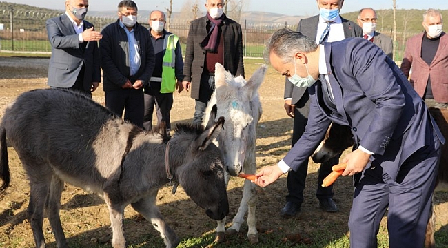 Emekli hayvanlar çiftliği ziyaretçilerini bekliyor