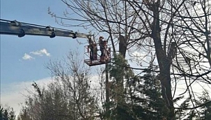 İnegöl'de budama çalışmaları sürüyor 