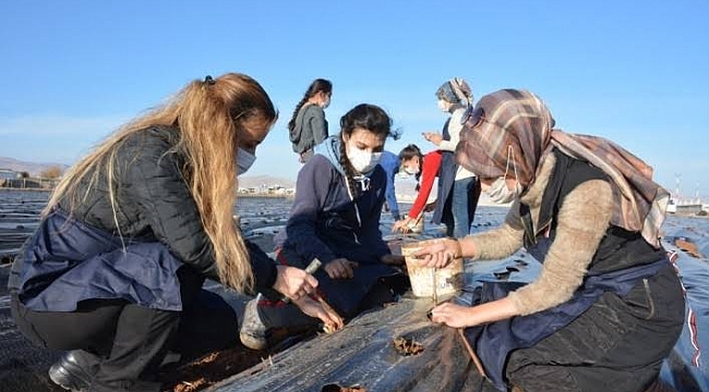 Kadınlar 100 bin çilek fidanını toprakla buluşturdu