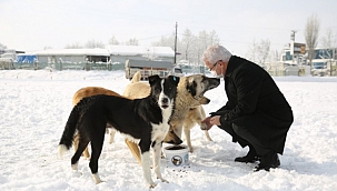 Nilüfer Belediyesi can dostlara sahip çıkıyor