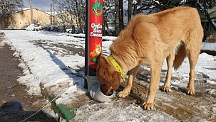 Orhaneli'de sokak hayvanlarına şefkat