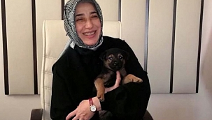 AK Parti'li Zengin'den Hayvan Hakları Yasası açıklaması