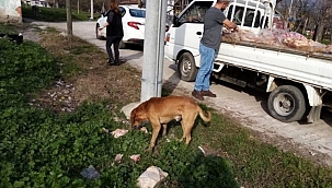 Bursa'da sokak hayvanları unutulmuyor 