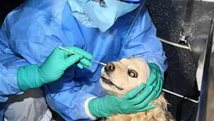 Evcil hayvanlara da koronavirüs testi yapıldı 
